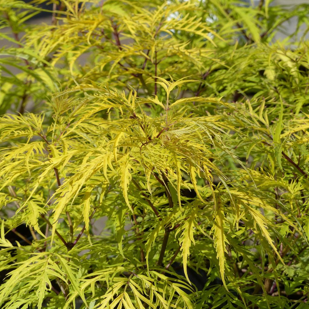 Saúco rojo Welsh Gold - Sambucus racemosa