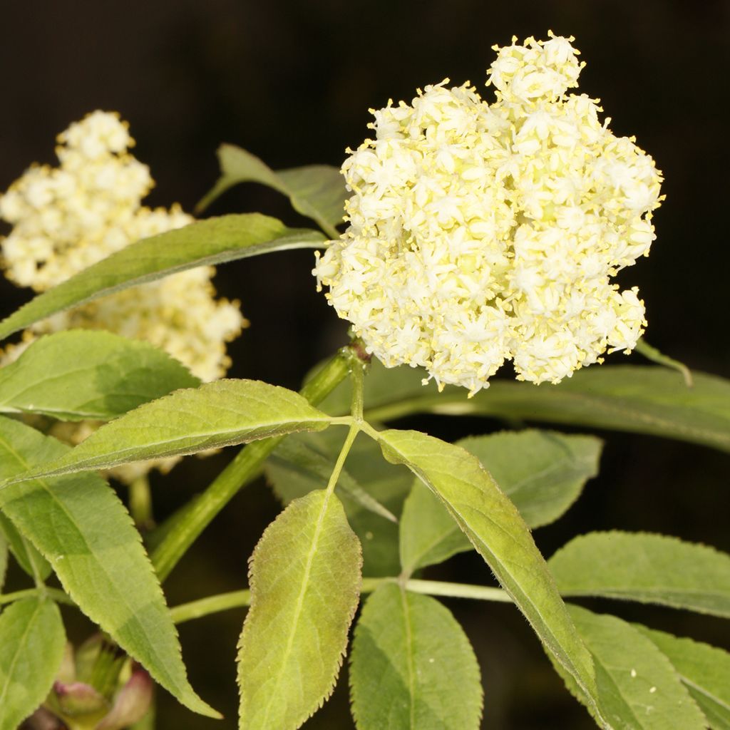 Sambucus tigranii - Saúco