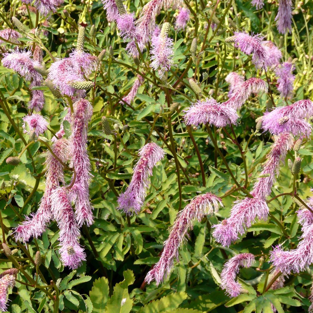 Sanguisorba hakusanensis