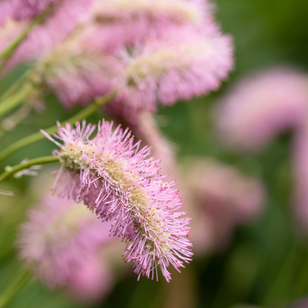 Sanguisorba hakusanensis