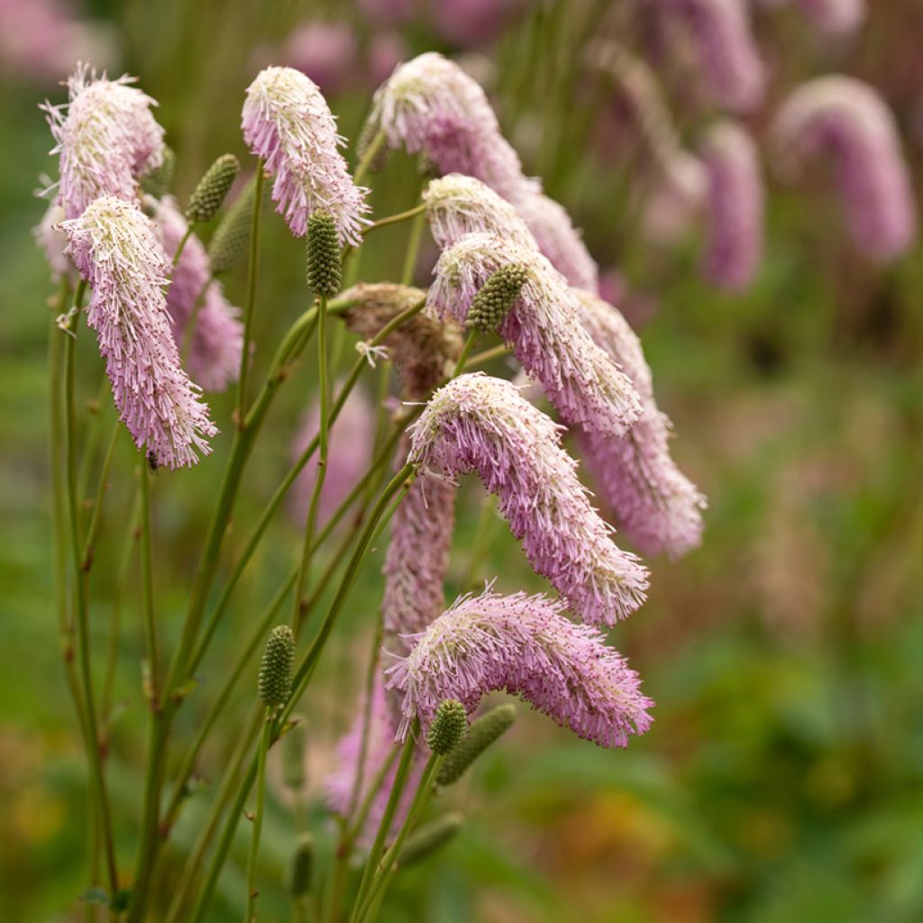 Sanguisorba hakusanensis