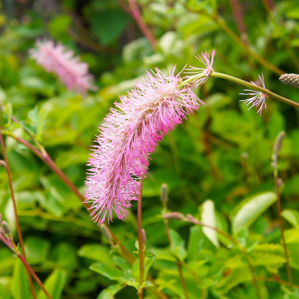 Sanguisorba menziesii