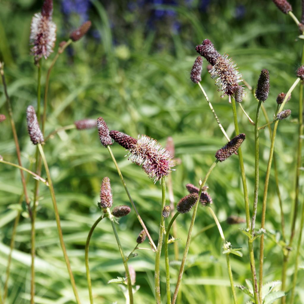 Sanguisorba menziesii