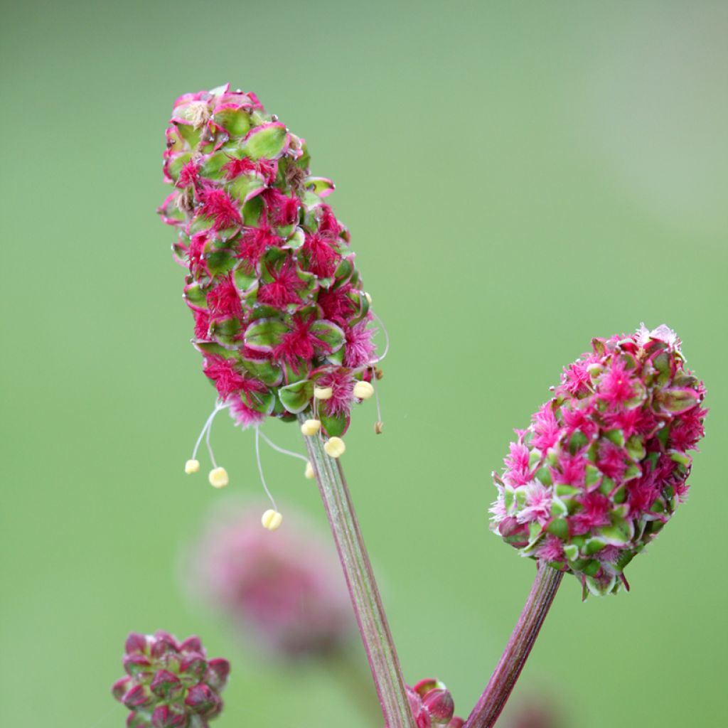 Pimpinela - Sanguisorba minor