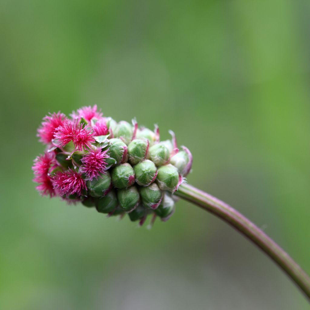 Pimpinela - Sanguisorba minor