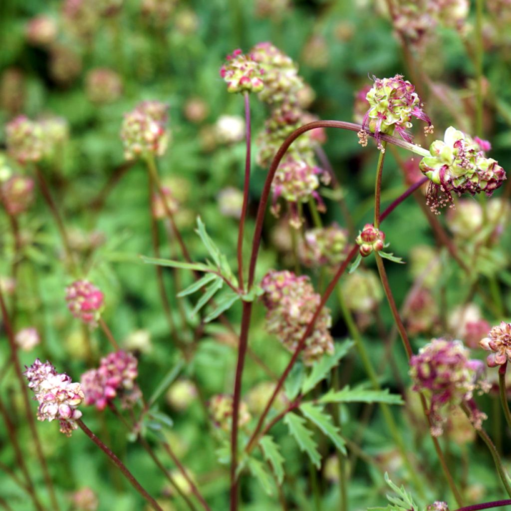 Pimpinela - Sanguisorba minor