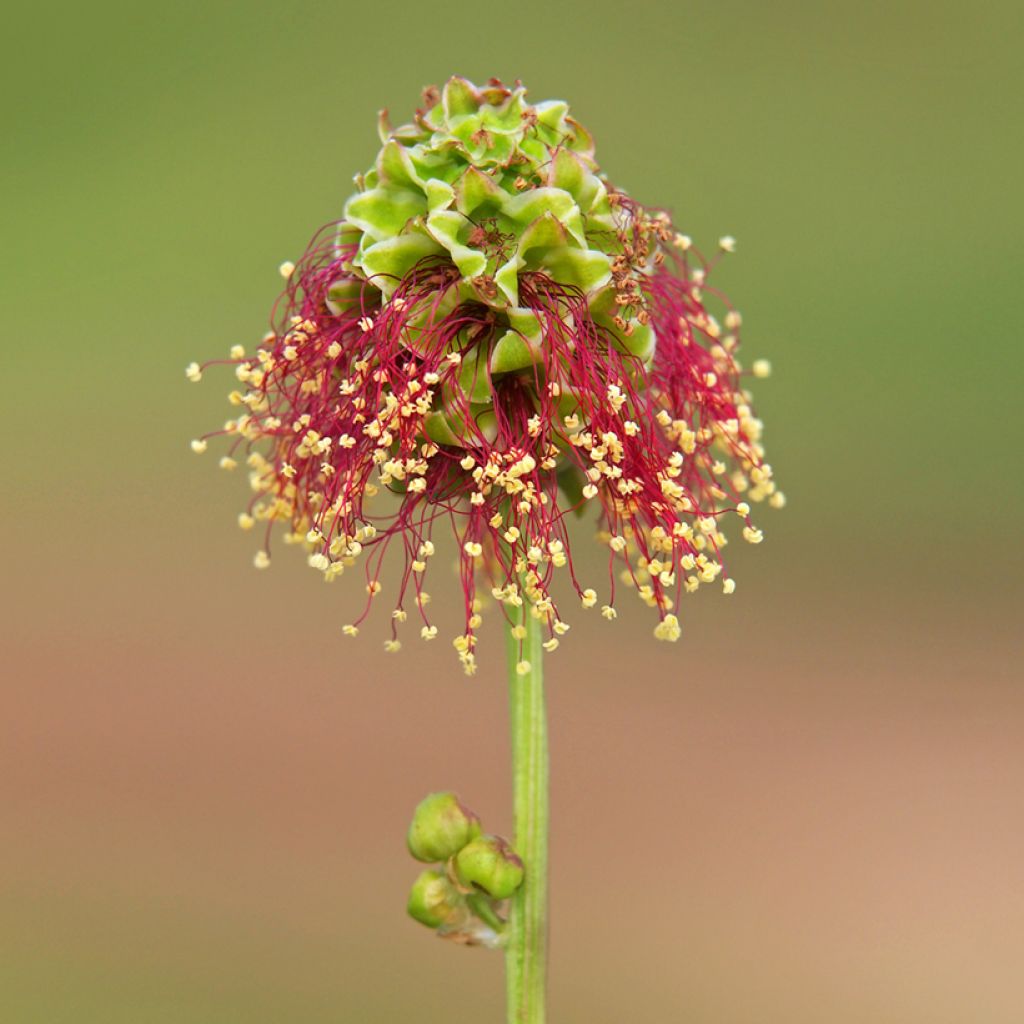 Pimpinela - Sanguisorba minor