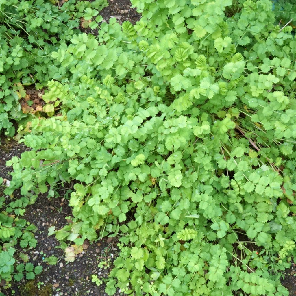 Pimpinela - Sanguisorba minor