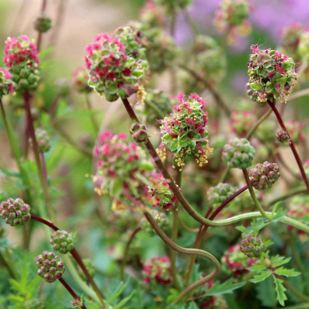 Pimpinela - Sanguisorba minor