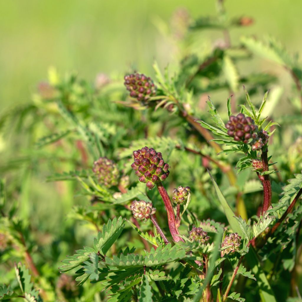 Pimpinela - Sanguisorba minor