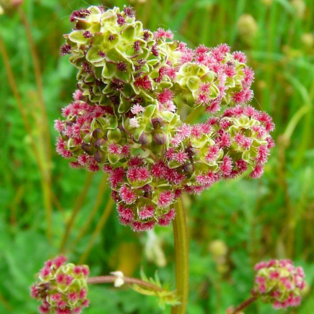 Pimpinela - Sanguisorba minor