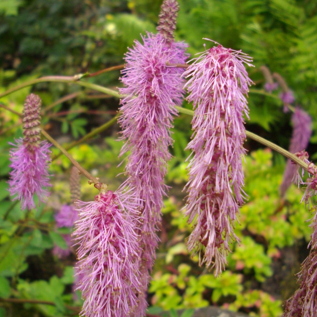 Sanguisorba obtusa