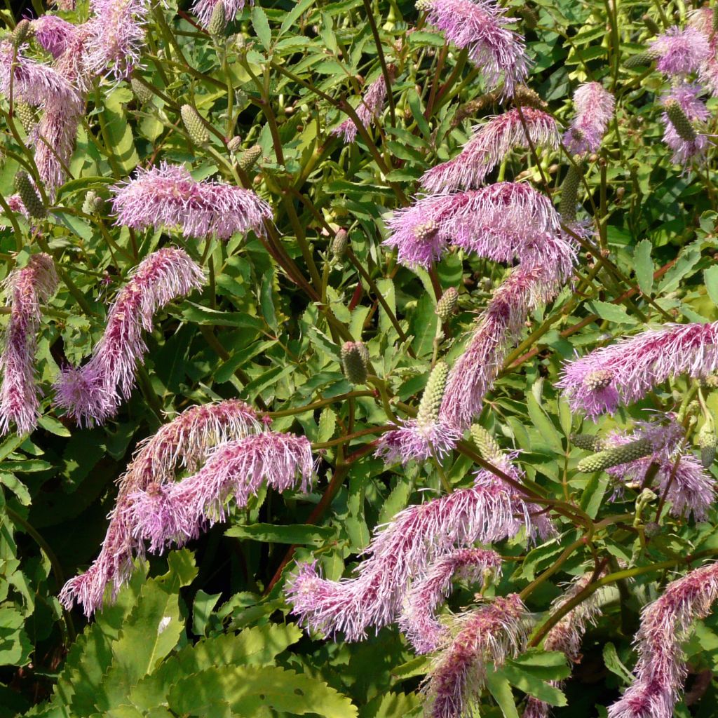 Sanguisorba obtusa