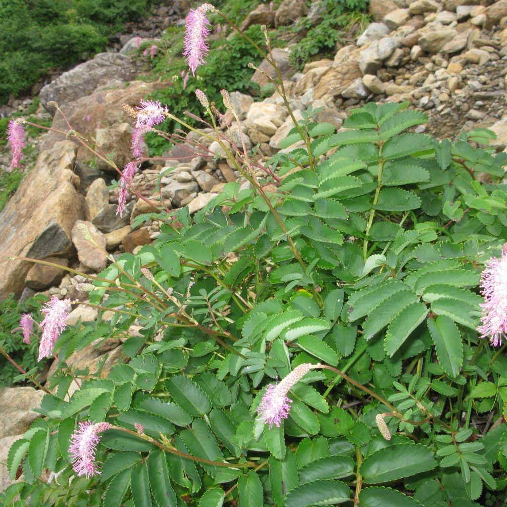 Sanguisorba obtusa