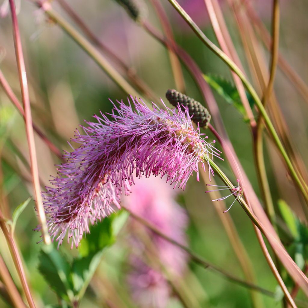 Sanguisorba obtusa