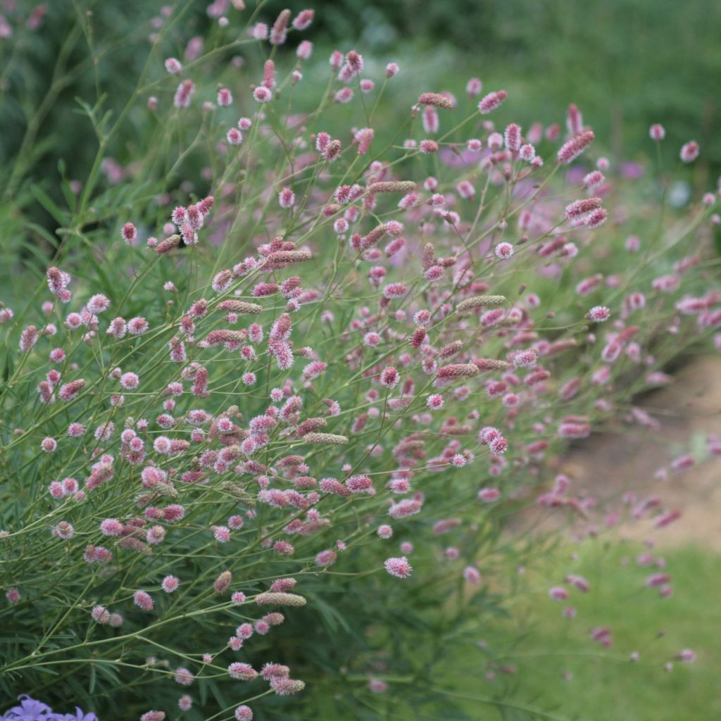 Sanguisorba officinalis Pink Tanna