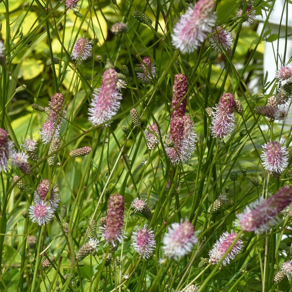 Sanguisorba officinalis Pink Tanna