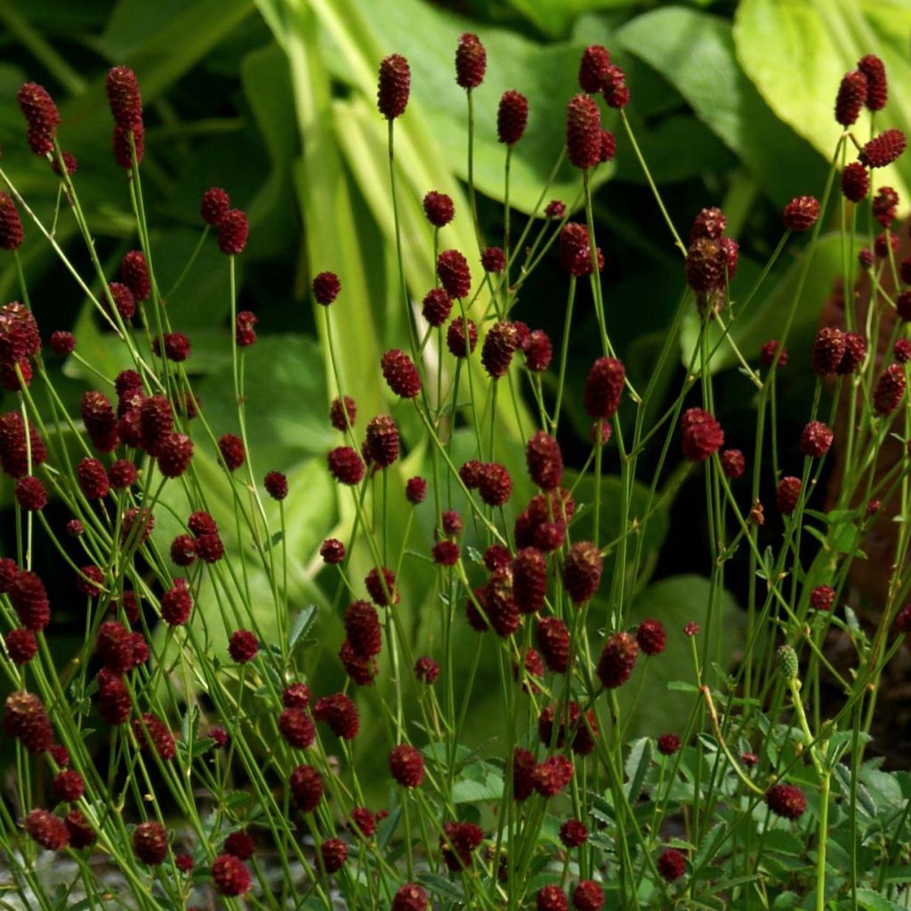 Sanguisorba officinalis Tanna