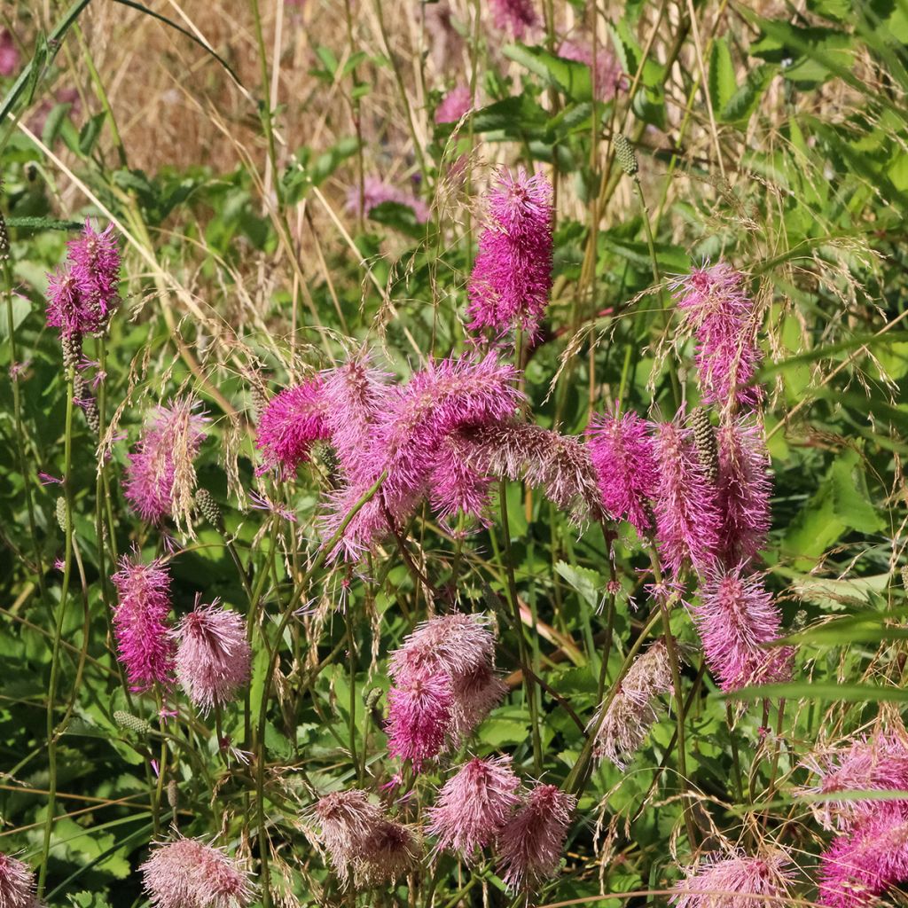 Sanguisorba officinalis Pink Tanna