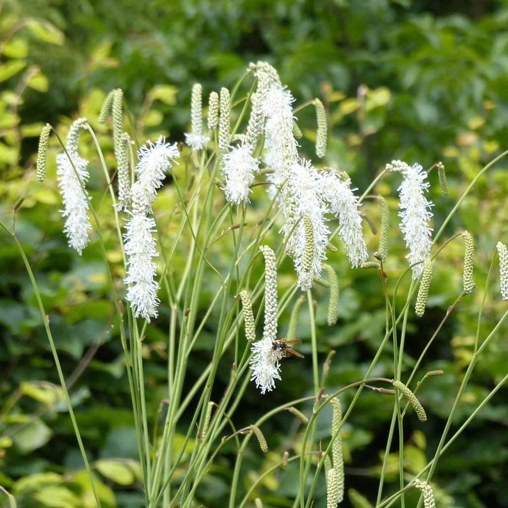 Sanguisorba tenuifolia Alba