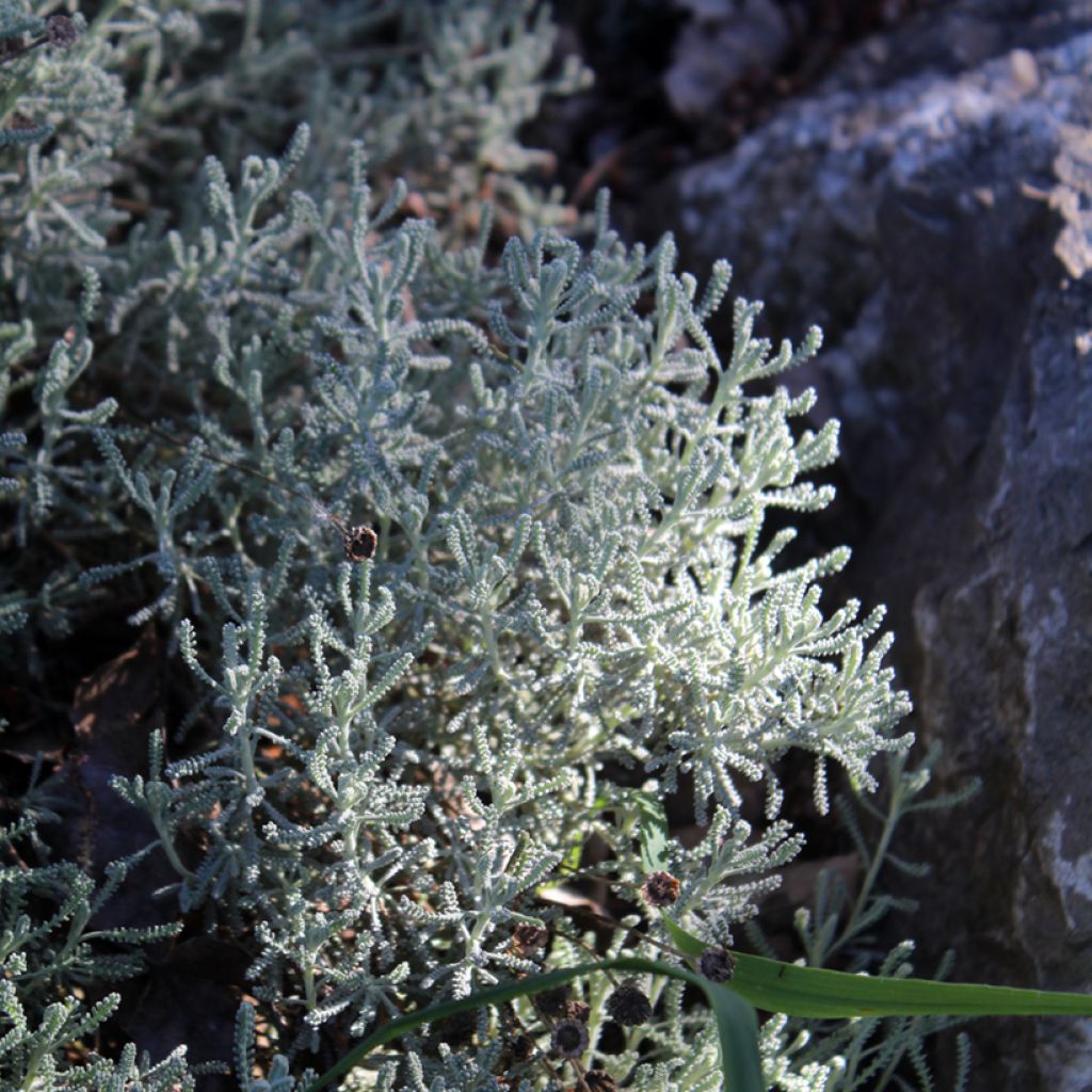 Santolina - Santolina chamaecyparissus