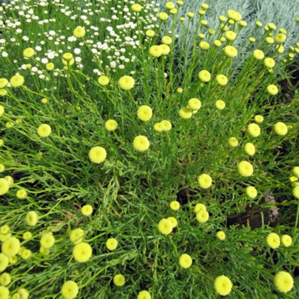 Herbe à olive - Santolina viridis en plant