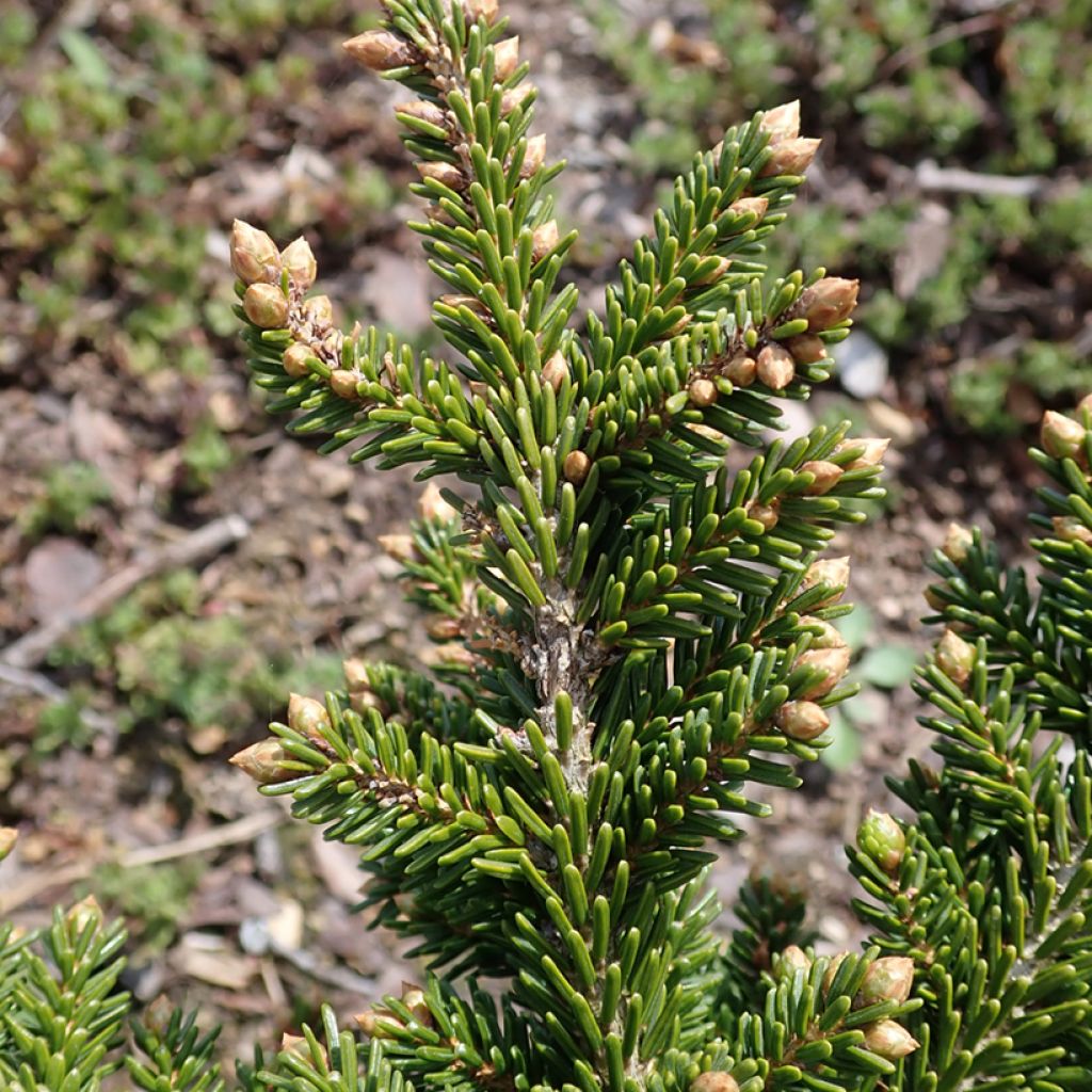 Sapinette d'Orient - Picea orientalis Jewel