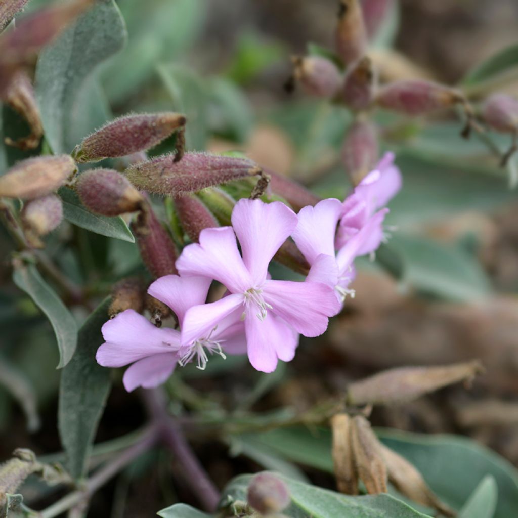 Saponaria Max Frei - Saponaria