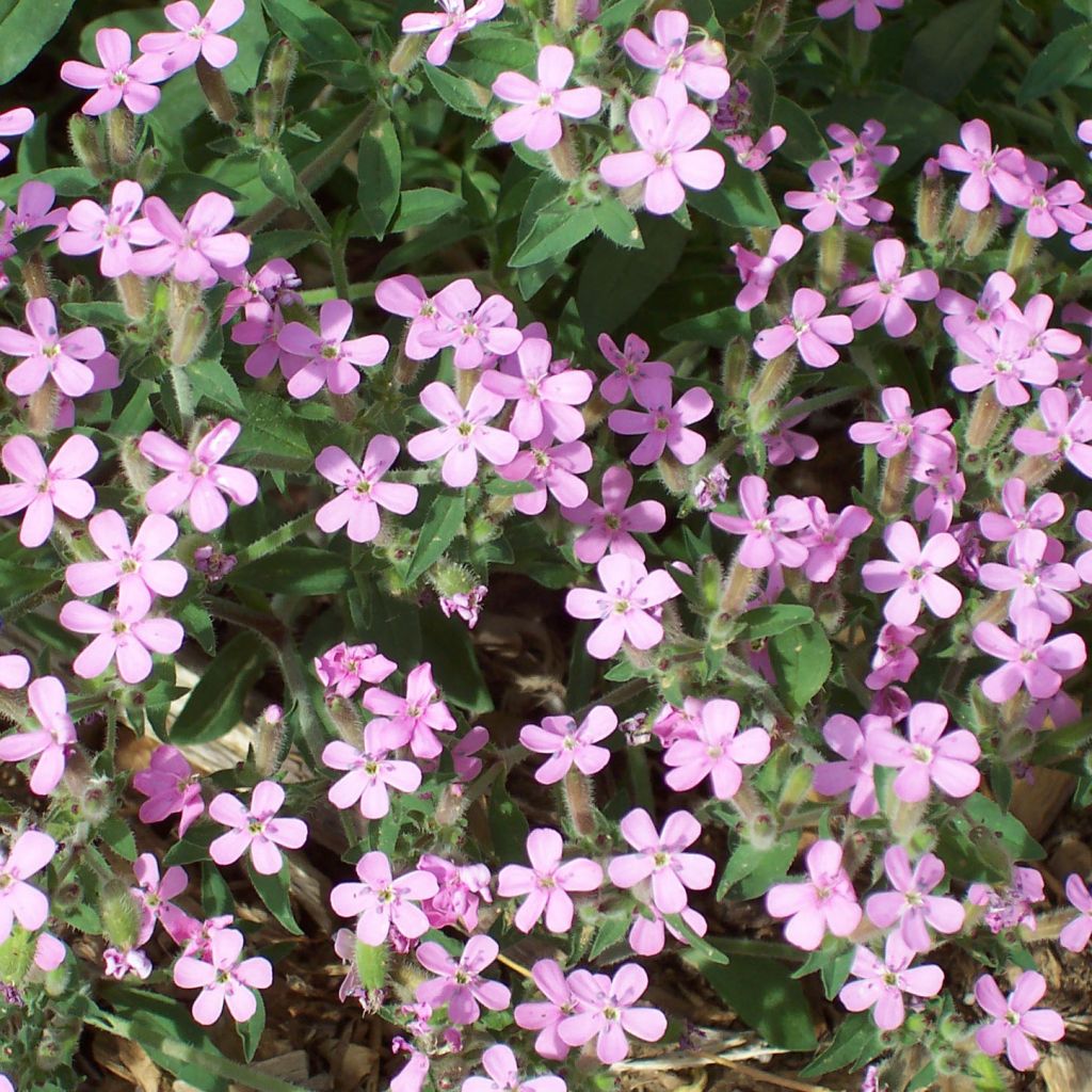 Saponaria ocymoides - Jabonera rocosa