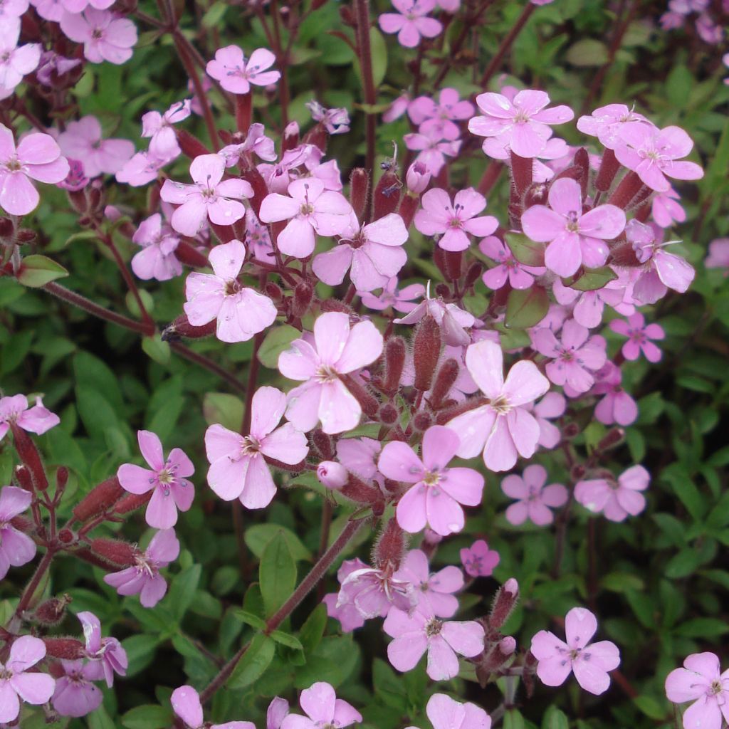 Saponaria ocymoides - Jabonera rocosa