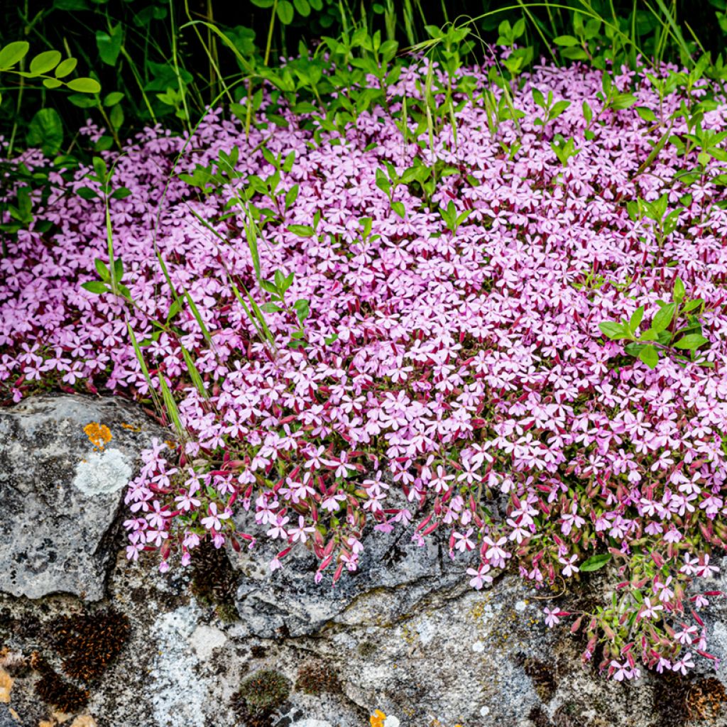 Saponaria ocymoides - Jabonera rocosa