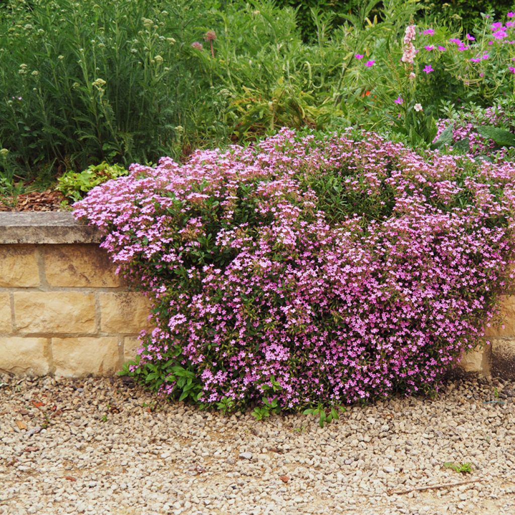 Saponaria ocymoides - Jabonera rocosa