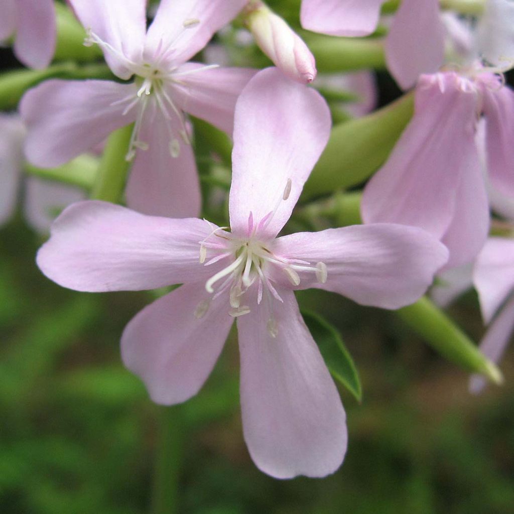 Saponaria officinalis - Saponaria