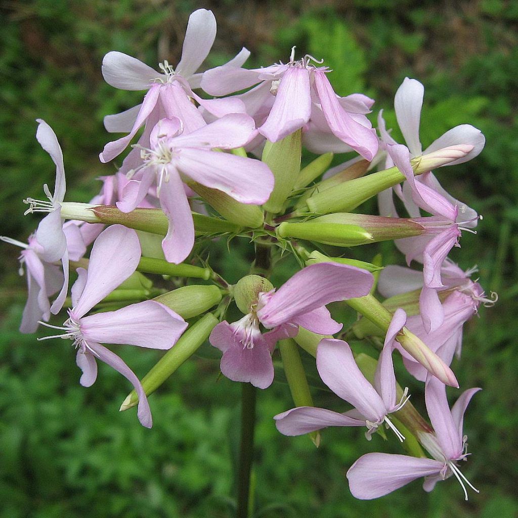 Saponaria officinalis - Saponaria