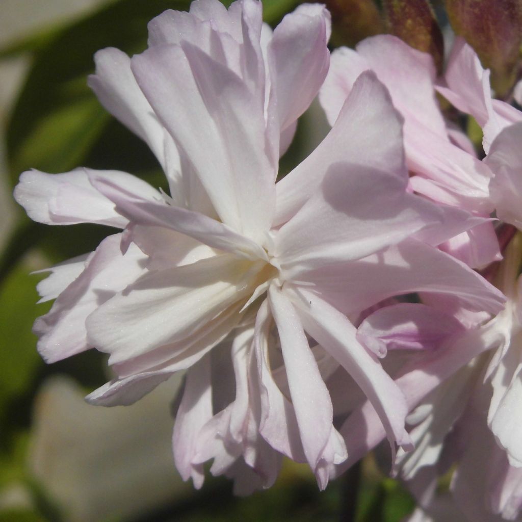 Saponaire, Saponaria officinalis Rosea Plena