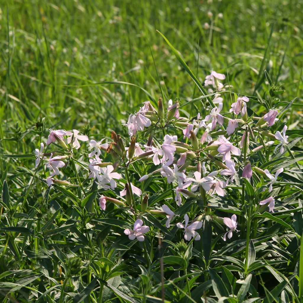 Saponaria officinalis - Saponaria