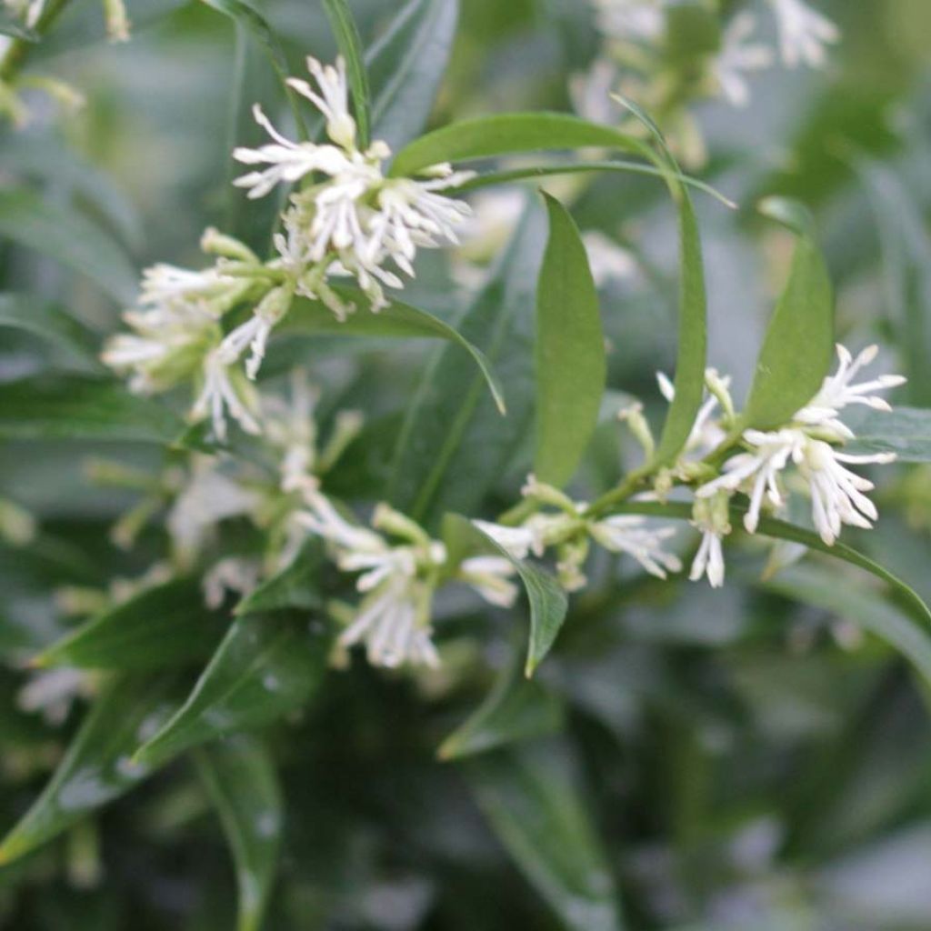 Sarcococca Dragon's gate