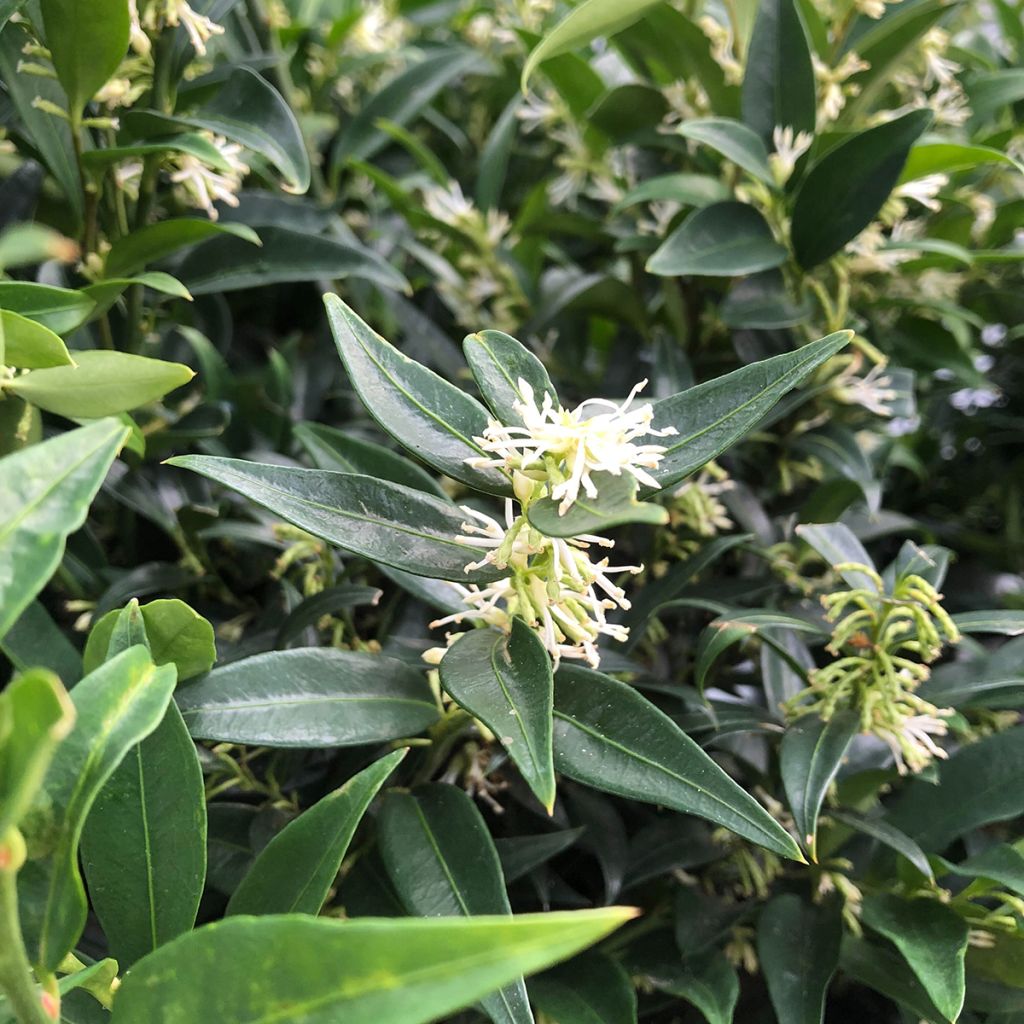 Sarcococca Dragon's gate