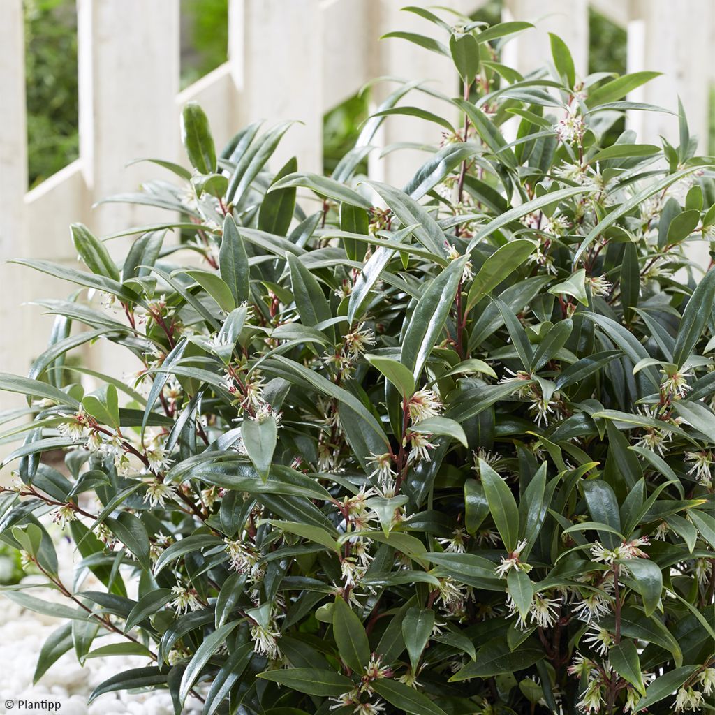 Sarcococca hookeriana var. digyna Purple Gem