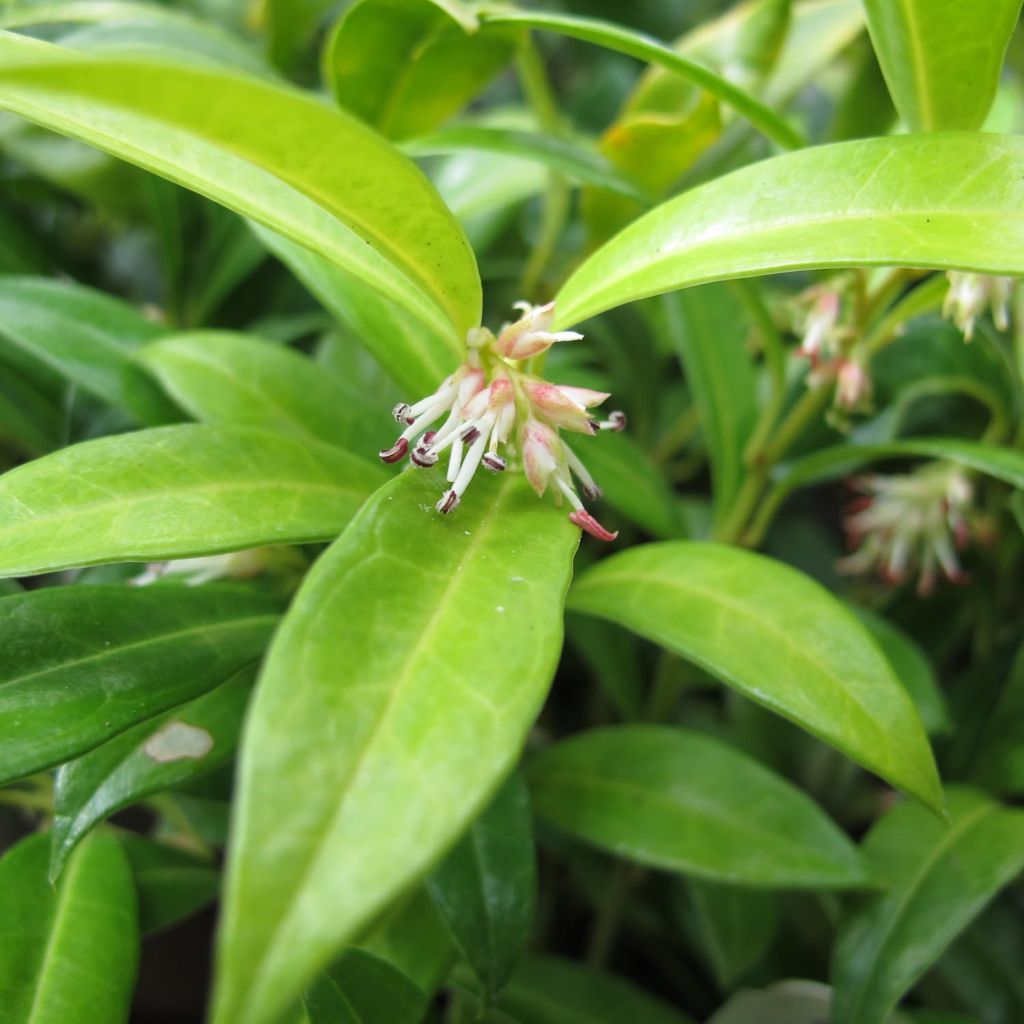 Sarcococca hookeriana var. humilis - Sarcococa