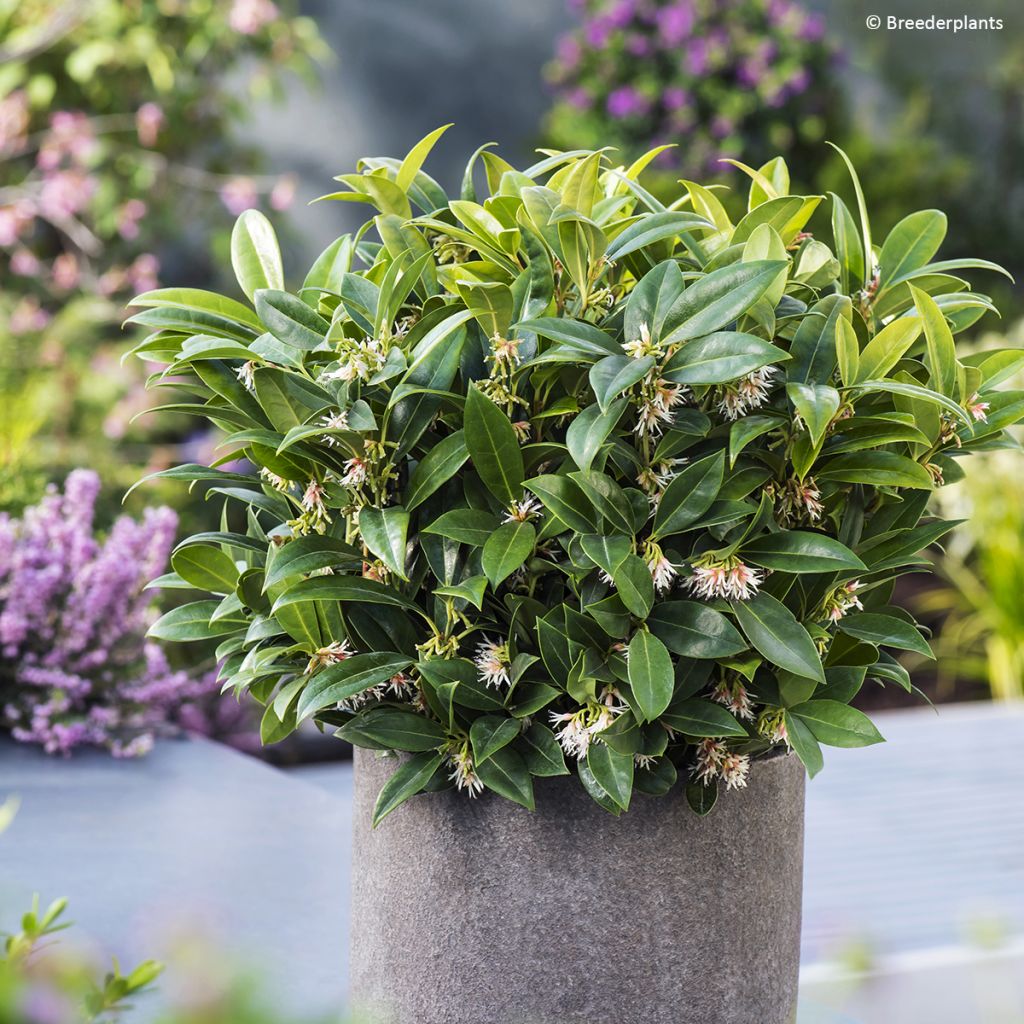 Sarcococca hookeriana var. humilis Fragrant Mountain