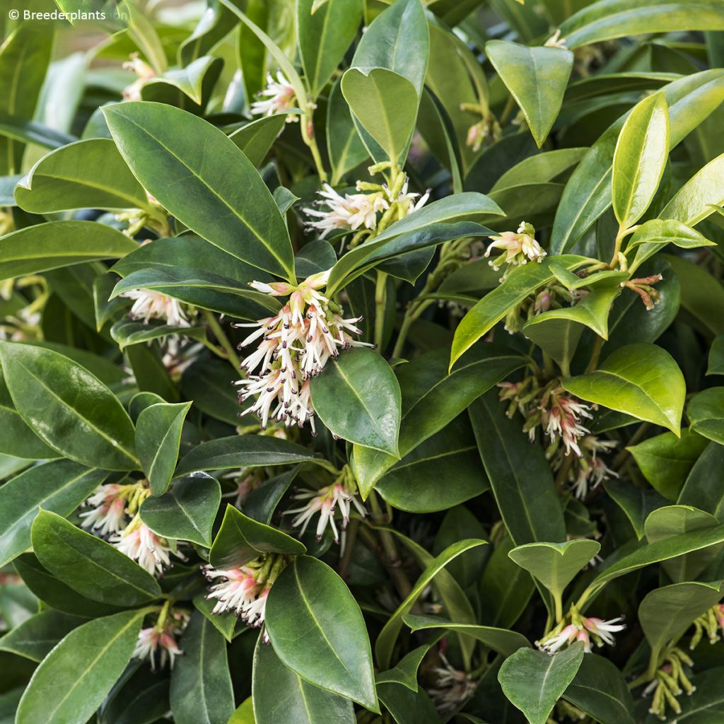 Sarcococca hookeriana var. humilis Fragrant Mountain