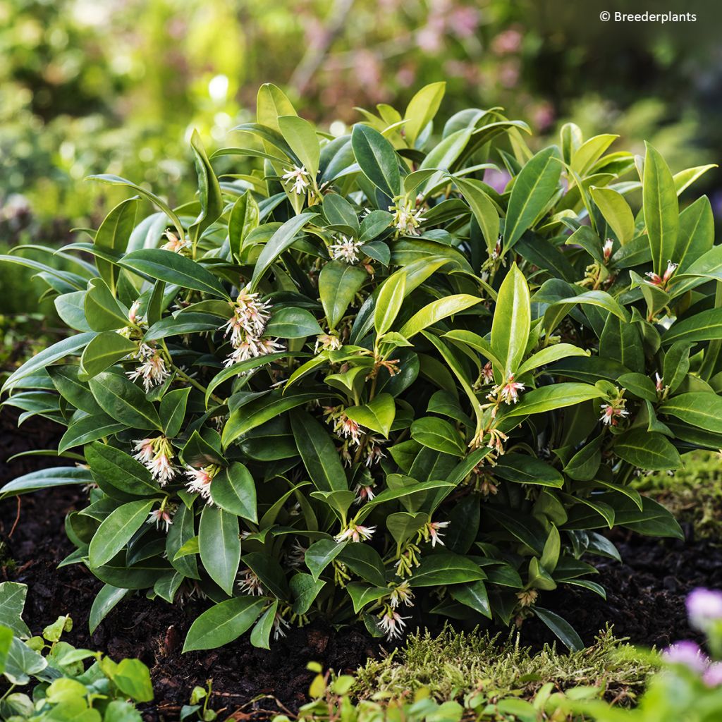 Sarcococca hookeriana var. humilis Fragrant Mountain