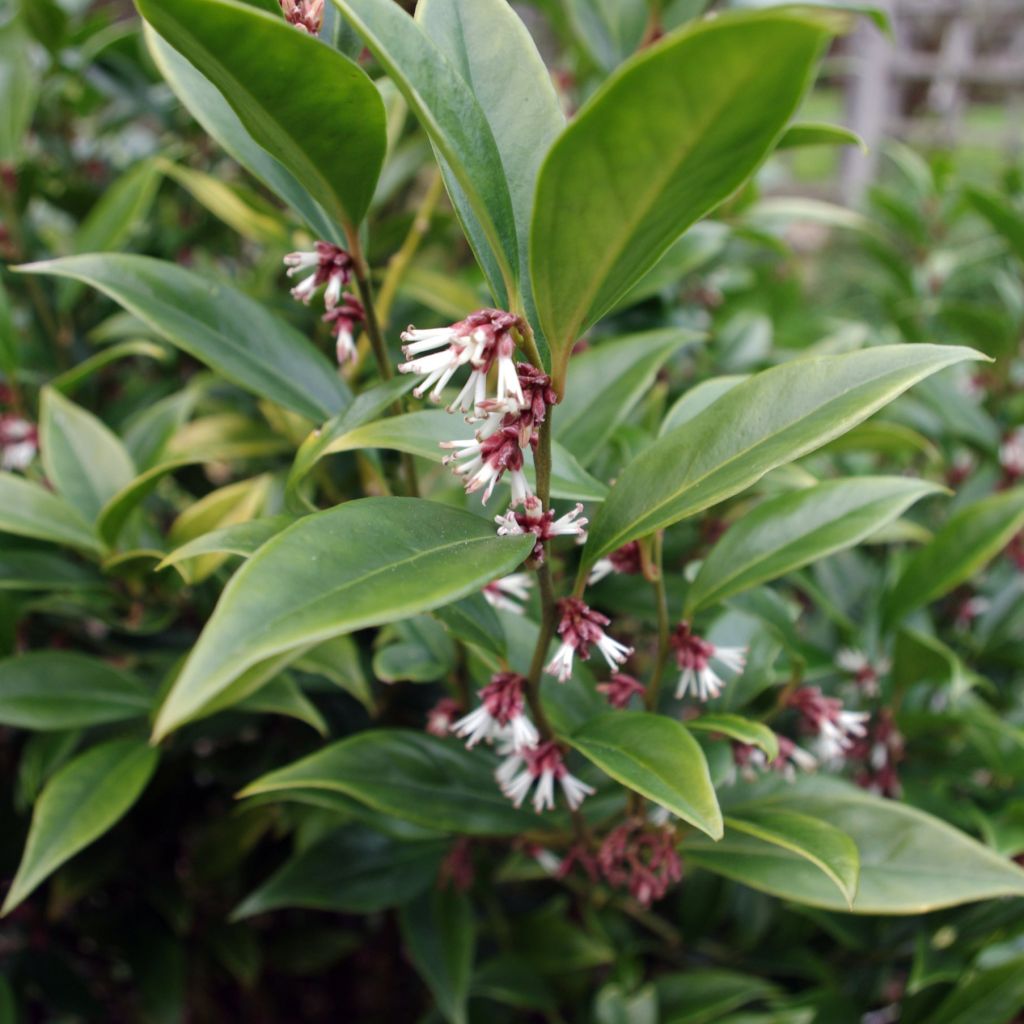 Sarcococca orientalis - Sarcocoque d'Orient.