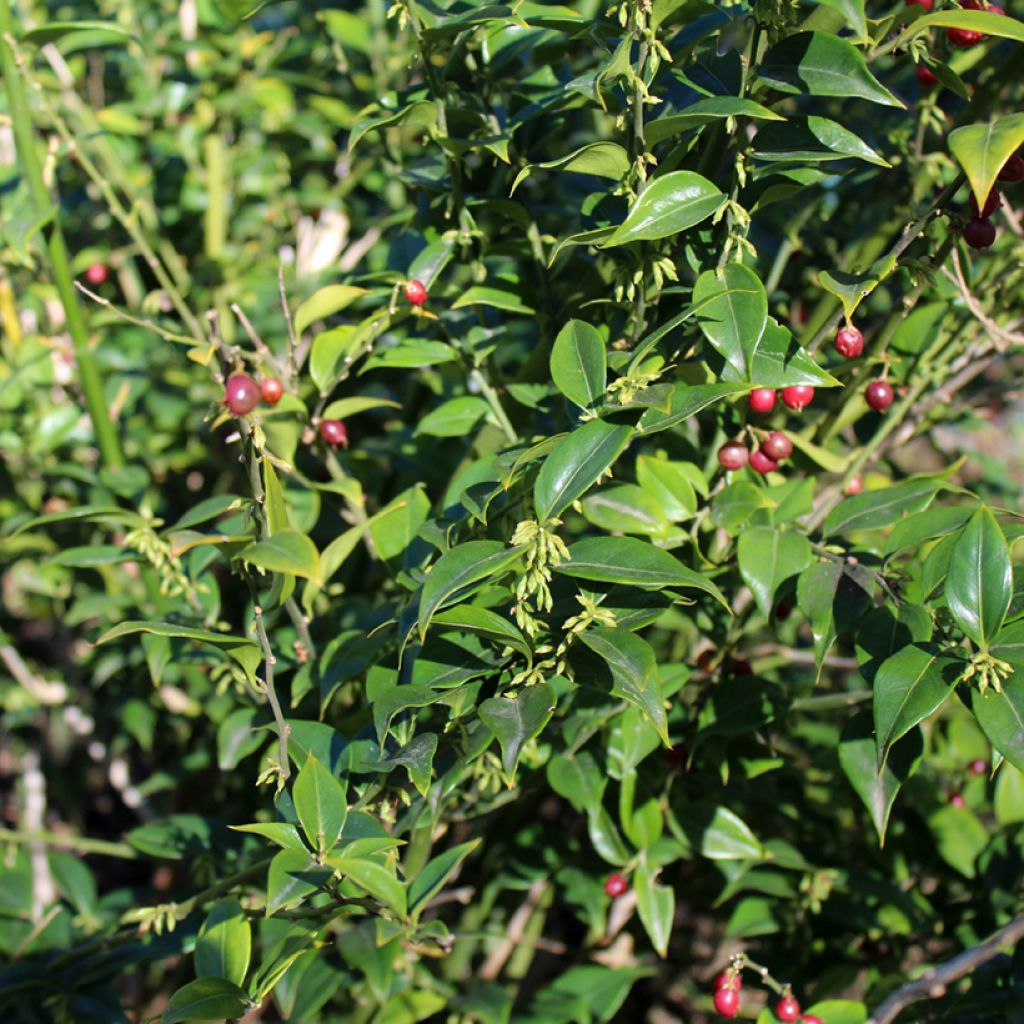 Sarcococca ruscifolia