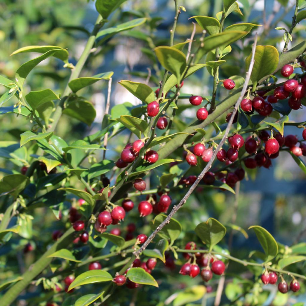 Sarcococca ruscifolia