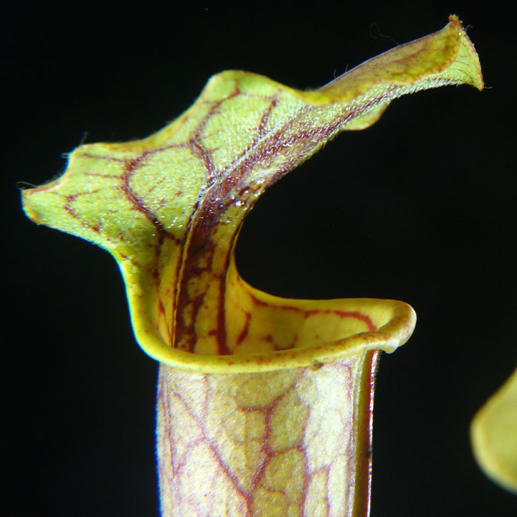 Sarracenia Tygo - Sarracénie, plante carnivore