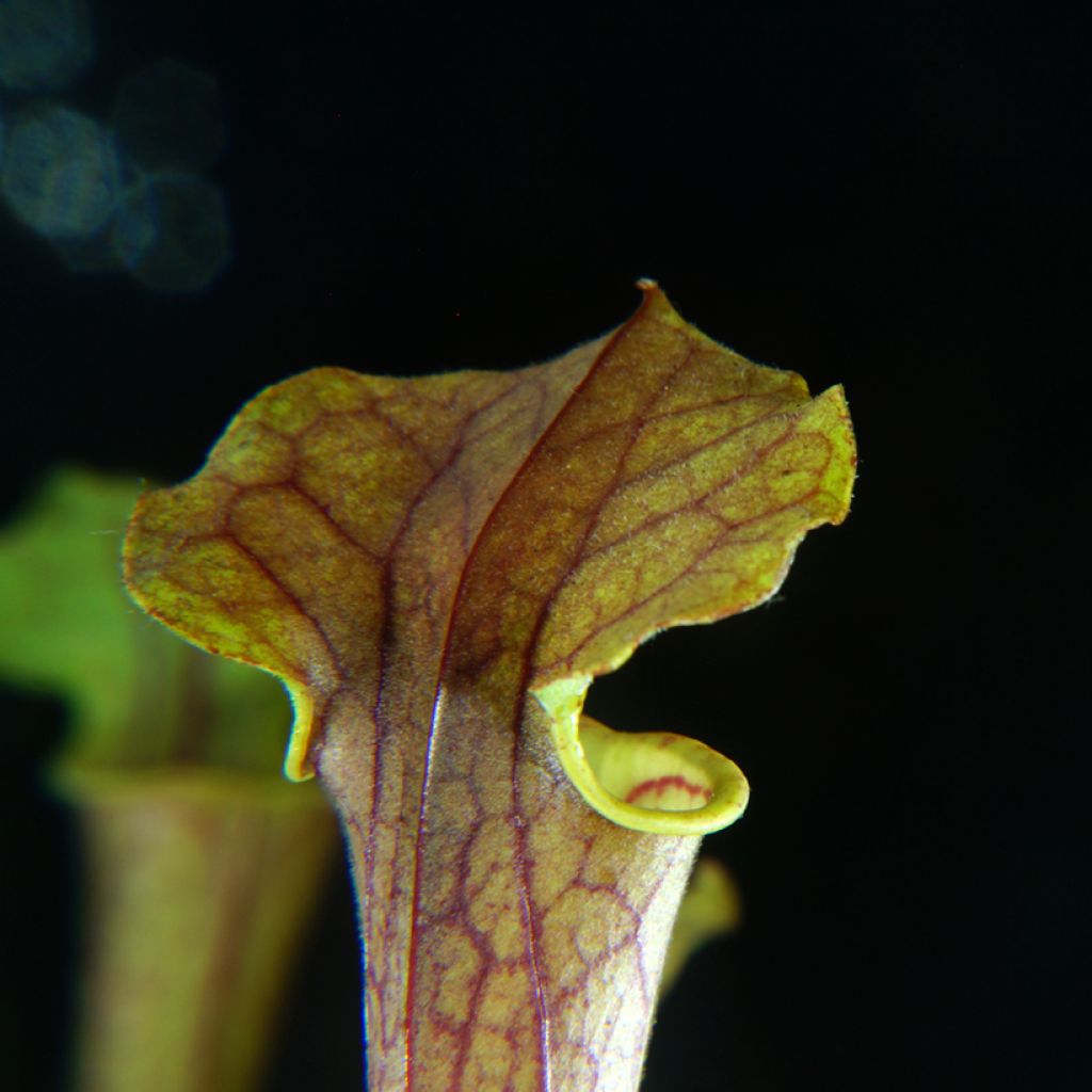 Sarracenia Tygo - Sarracénie, plante carnivore