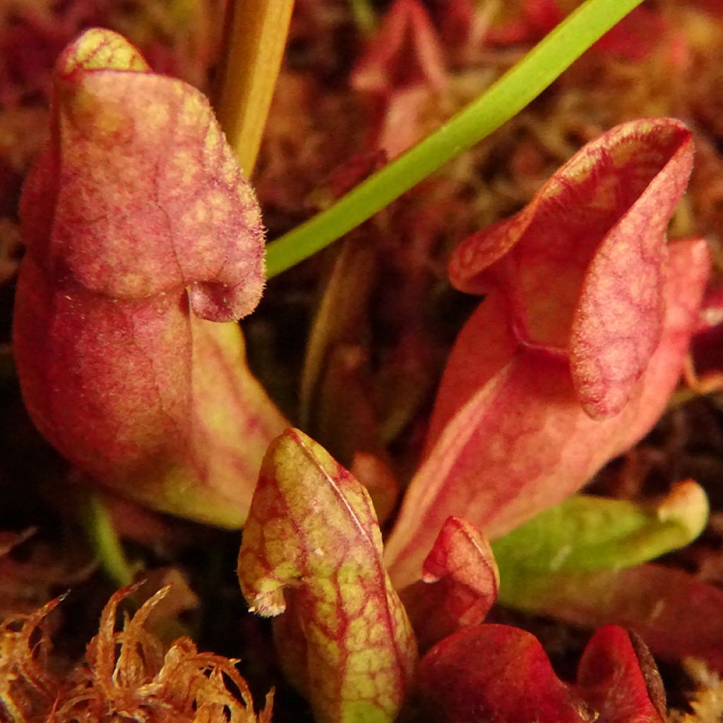 Sarracenia purpurea venosa - Sarracénie pourpre, plante carnivore