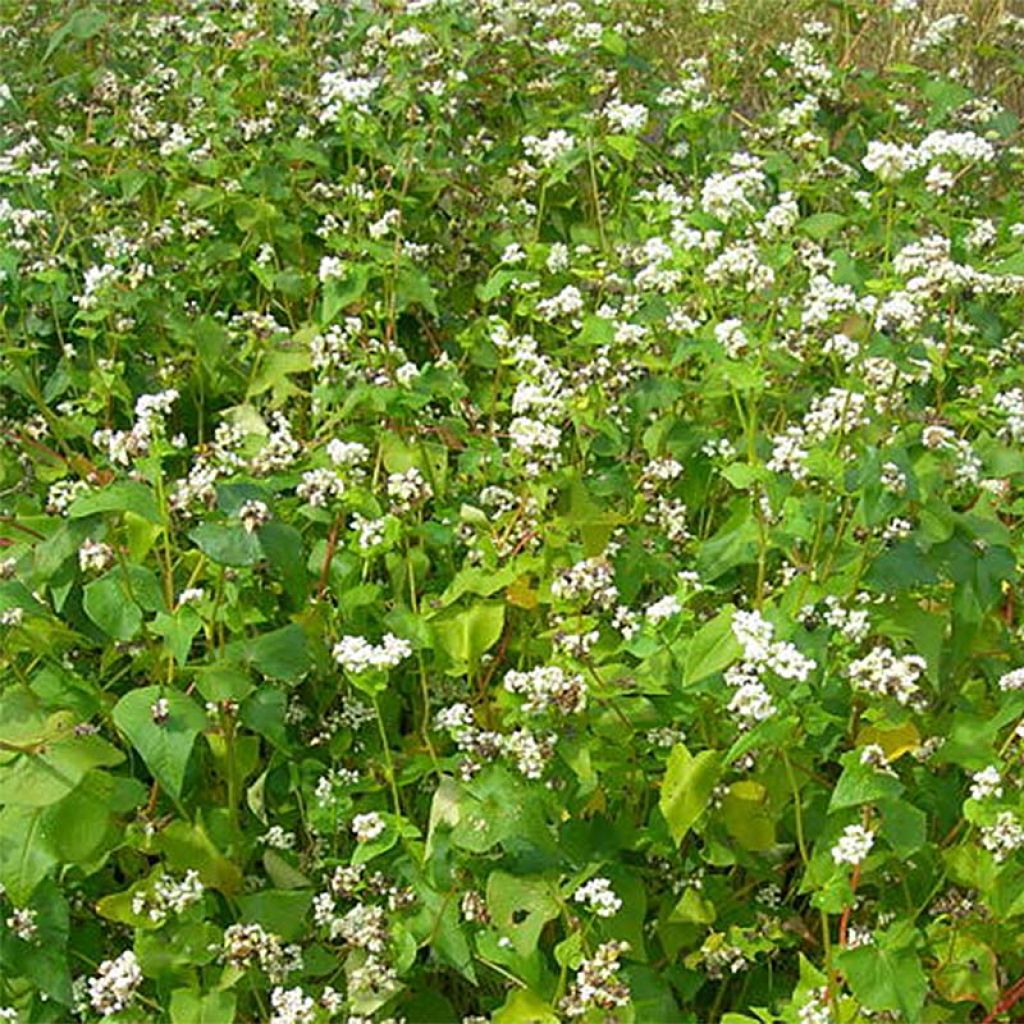 Alforfón Abono verde - Fagopyrum esculentum